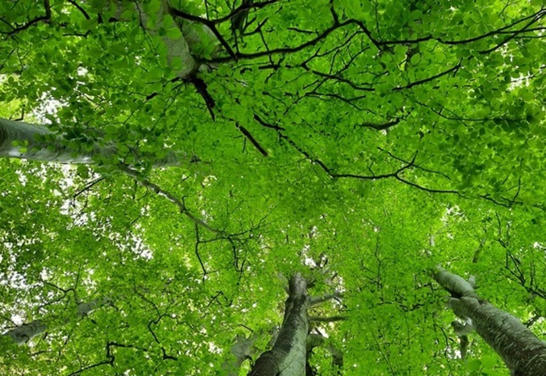 Views of beech trees from below